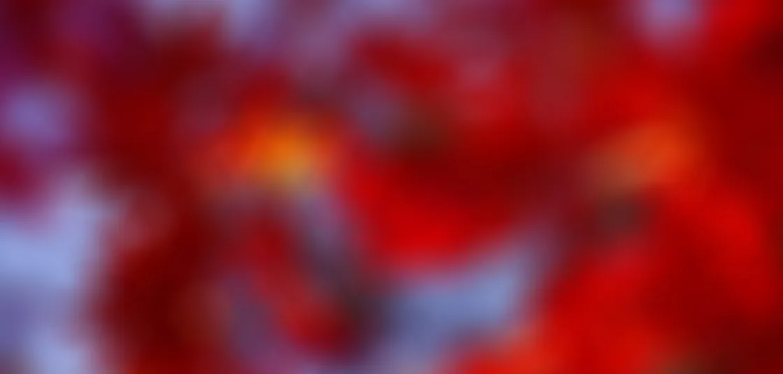 鲸动体育
